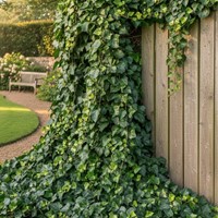 Bluszcz irlandzki (Hedera Hibernica) sadzonka 1 szt.