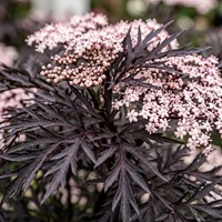 Bez czarny Black Lace sadzonka 1 szt.