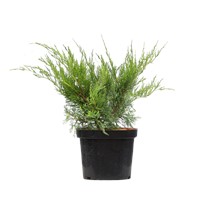 Jałowiec Pfitzera Mint Julep