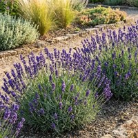 Lawenda wąskolistna Hidcote Blue sadzonka 1 szt.