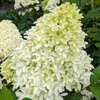 Hortensja bukietowa Bobo - sadzonka 1 szt.