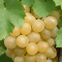 Winorośl Solaris sadzonka 1 szt.