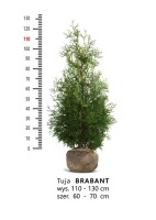 Tuja Brabant 110-130 cm (20 sztuk)