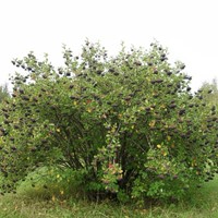 Aronia czarnoowocowa sadzonka 1 szt.