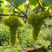 Winorośl Solaris sadzonka 1 szt.