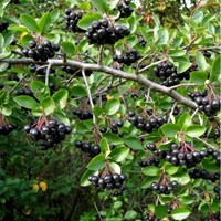 Aronia czarnoowocowa sadzonka 1 szt.