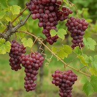 Winorośl Reliance sadzonka 1 szt.