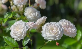 Róża okrywowa Sea Foam - sadzonka 1 szt.