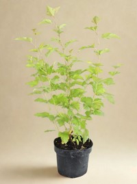 Pęcherznica kalinolistna Dart's Gold - sadzonka 1 szt.