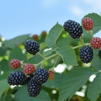 Jeżyna bezkolcowa Thornfree sadzonka 1 szt.