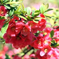 Pigwowiec japoński - Chaenomeles Japonica - sadzonka 1 szt.