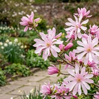 Magnolia gwiaździsta Rosea sadzonka 1 szt.