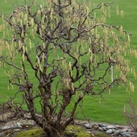 Leszczyna pospolita Contorta sadzonka 1 szt.