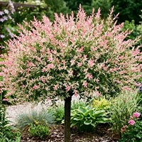 Wierzba całolistna Hakuro-nishiki sadzonka 1 szt.