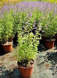 Kocimiętka Fassena Walker's Low - sadzonka 1 szt.