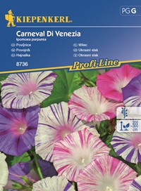 Wilec purpurowy Carneval Di Venezia