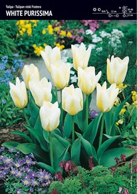 Tulipan ‘White Purissima’ - 7 szt.