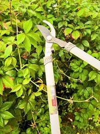 Sekator do gałęzi z długimi rączkami Green Star 66 cm