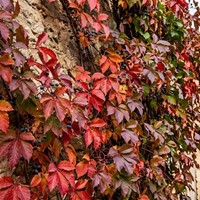 Winobluszcz pięciolistkowy Murorum sadzonka 1 szt.