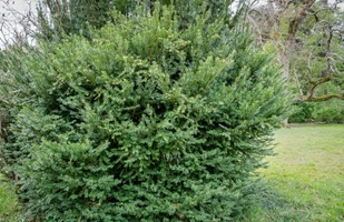 Cis pośredni Densiformis - sadzonka 1 szt.