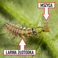 Złotooki Bohater - larwy na mszyce - 200 szt. Vegano