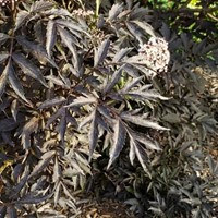 Bez czarny Black Tower sadzonka 1 szt.