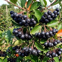 Aronia czarnoowocowa Galicjanka sadzonka 1 szt.