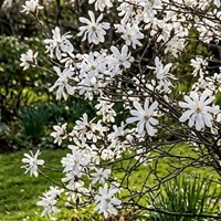 Magnolia gwiaździsta Magnolia Stellata sadzonka 1 szt.