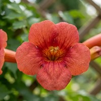 Milin amerykański Flamenco sadzonka 1 szt.