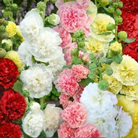 Malwa ogrodowa - mieszanka odmian - nasiona