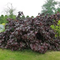 Leszczyna pospolita Red Majestic sadzonka 1szt.