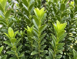 Trzmielina Japońska Green Spire sadzonka 1 szt.
