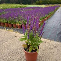 Szałwia omszona Caradonna – sadzonka 1 szt.