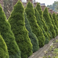 Świerk biały Conica - sadzonka 1 szt.