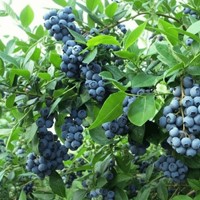 Borówka amerykańska Bluecrop sadzonka 1 szt.