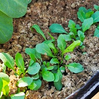 Ściółka ogrodowa ze słomy i Alginitu Plantimax Minerals 33 l