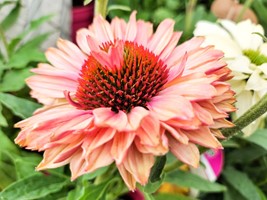 Jeżówka purpurowa Fresco Apricot  - sadzonka 1 szt.