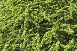 Berberys Thunberga Green Carpet