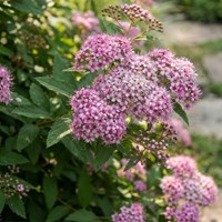 Tawuła japońska Little Princess sadzonka 1 szt.