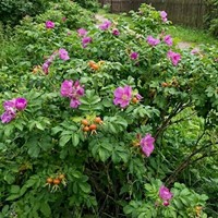 Róża pomarszczona sadzonka 1 szt.