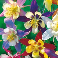 Orlik błękitny McKana Giants - mieszanka odmian - nasiona