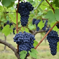 Winorośl Aurora sadzonka 1 szt.