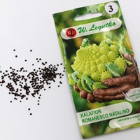 Kalafior Romanesco Natalino na jesienny zbiór 1 g