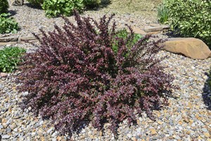 Berberys Thunberga Atropurpurea Nana