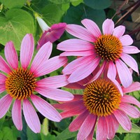 Rudbekia purpurowa - Jeżówka - różowa 1 g