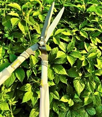 Nożyce do żywopłotu ręczne 21 cm Green Star