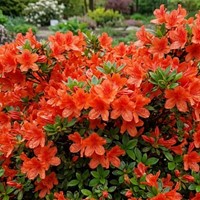 Azalia japońska Geisha Orange sadzonka 1 szt.