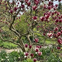 Magnolia Lennei sadzonka 1 szt.