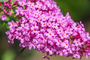 Budleja Davida Candy Little Pink