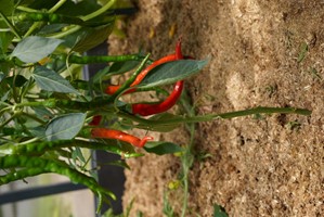 Ściółka ogrodowa ze słomy Plantimax Uniwersal 33 l